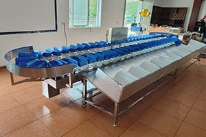 Fruit weight sorting conveyor